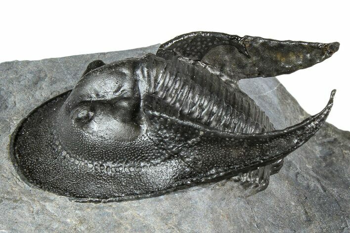 Gorgeous Scotoharpes Trilobite - Boudib, Morocco #363007